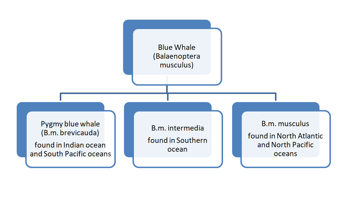 10 interesting facts about blue whales - GEOGRAPHY HOST