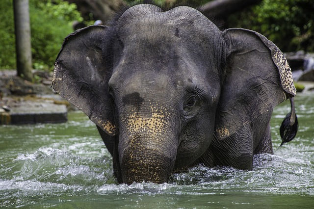 head shape of Asian elephants