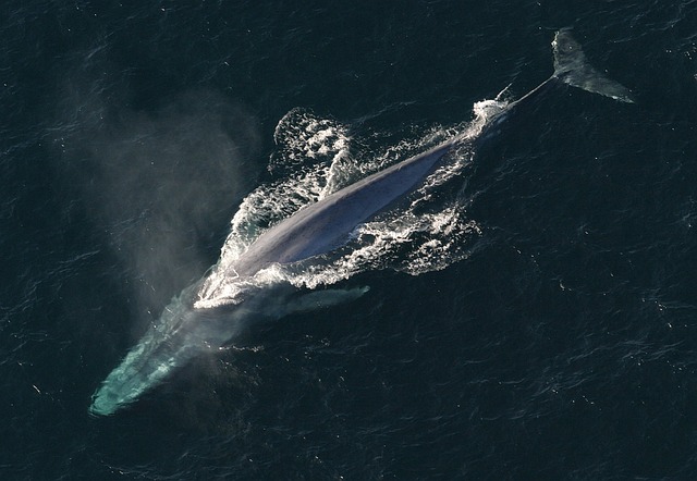 A blue whale