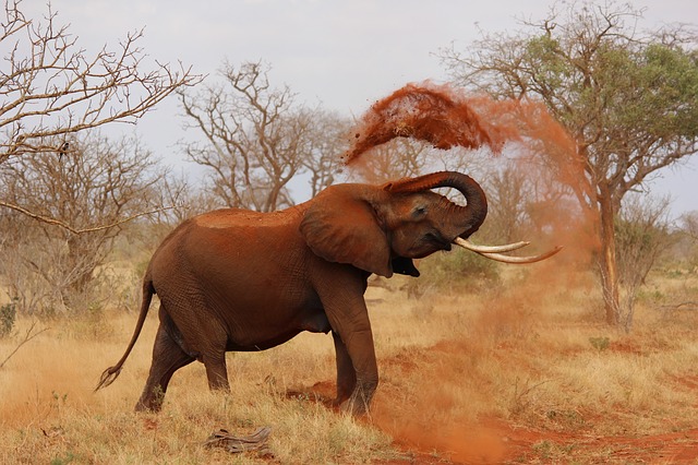 An African elephant