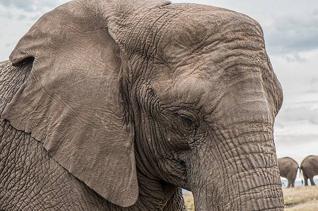 head shape of African elephants