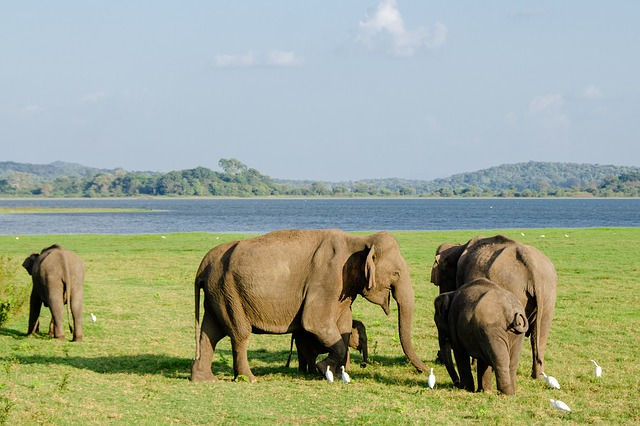 A herd of Asian elephants