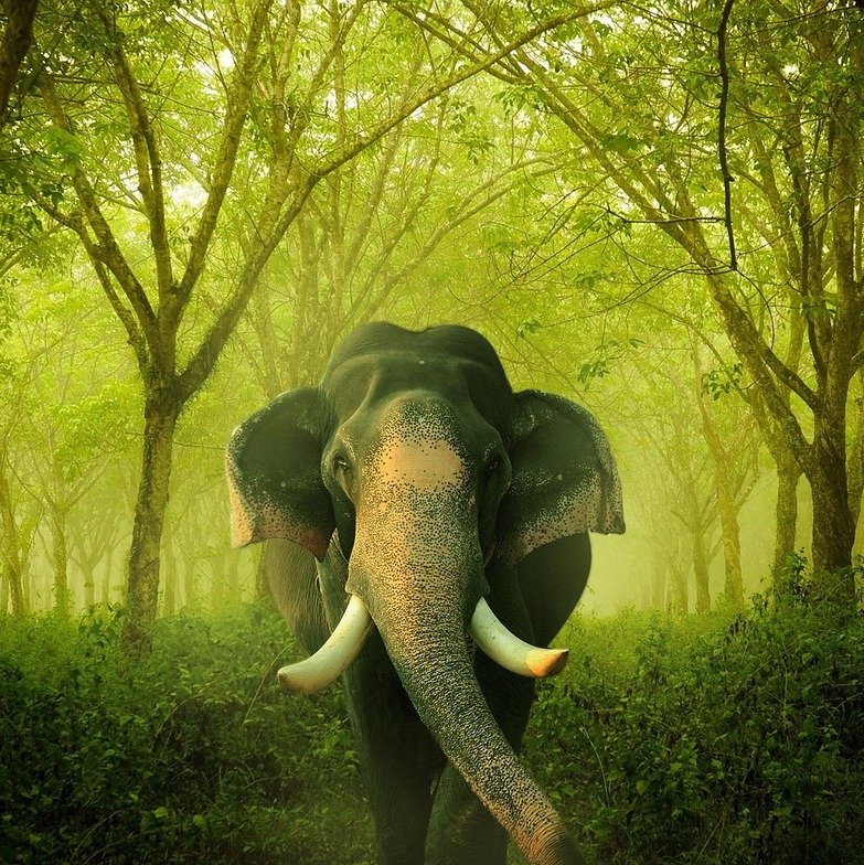 A large male Indian elephant