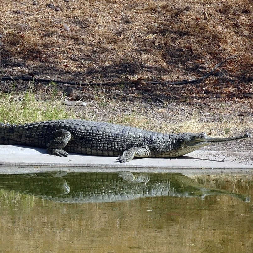 A Gharial sunbathing