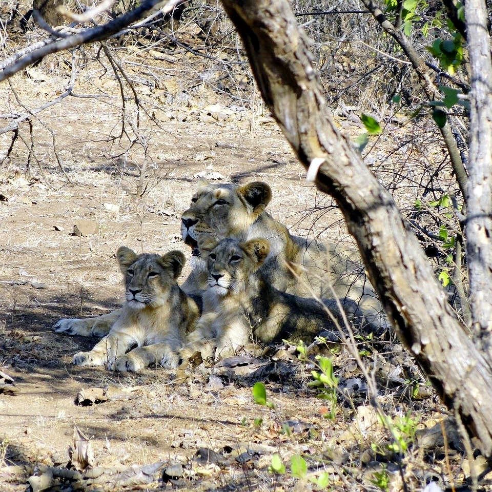 Asiatic Lioness with her cubs