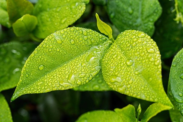 An image of rain drops on leaves of a plant/tree.