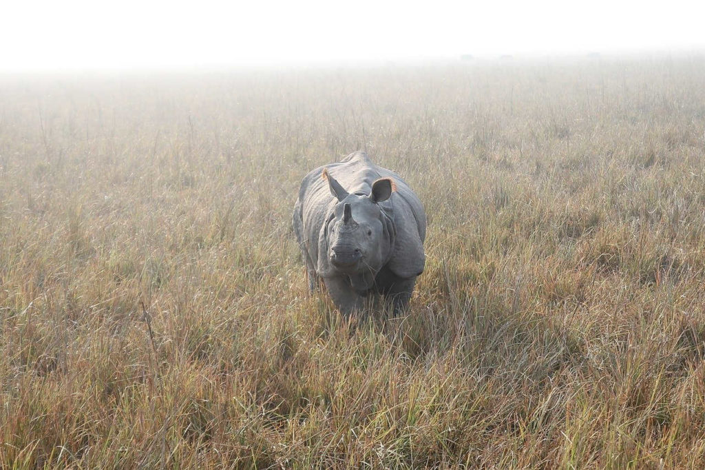 A big Indian one horned rhinoceros