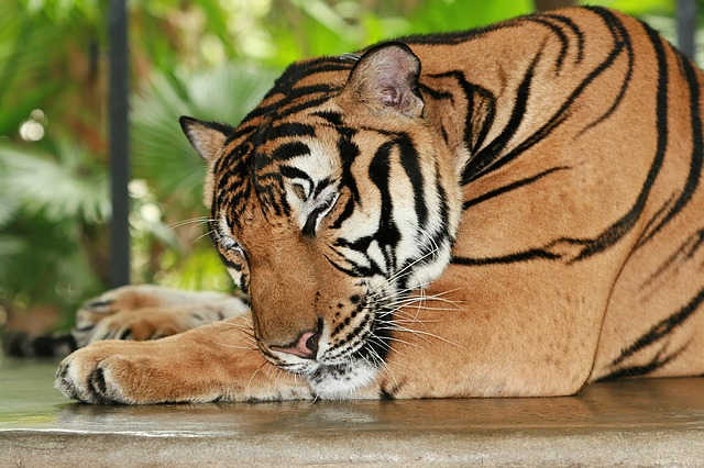A Royal Bengal Tiger