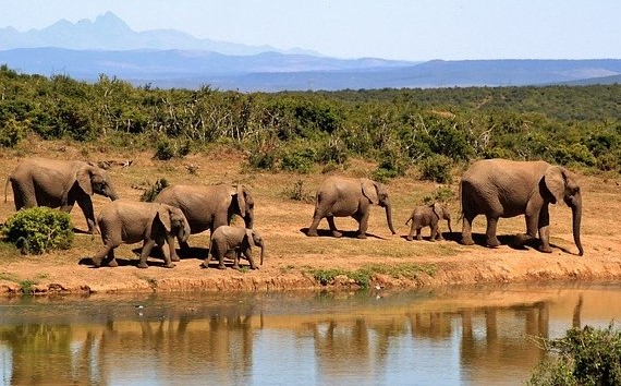 A herd of African bush elephants