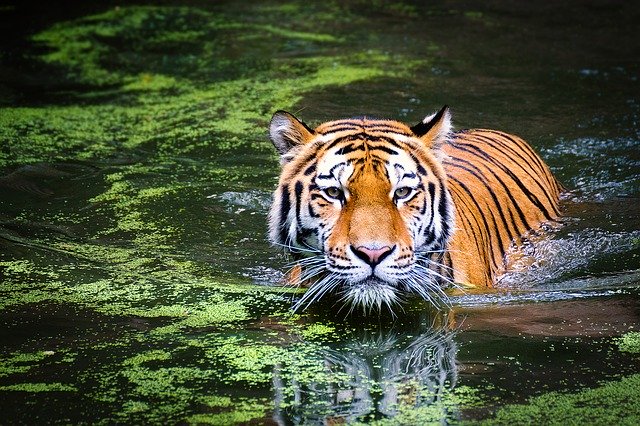 A picture of a Tiger swimming