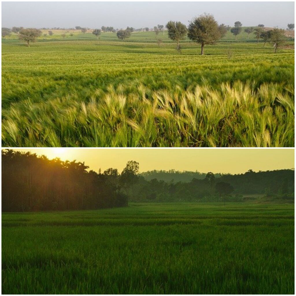 Rabi and Kharif crops