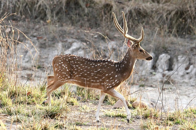 A Chital deer in Bandhavgarh National Park