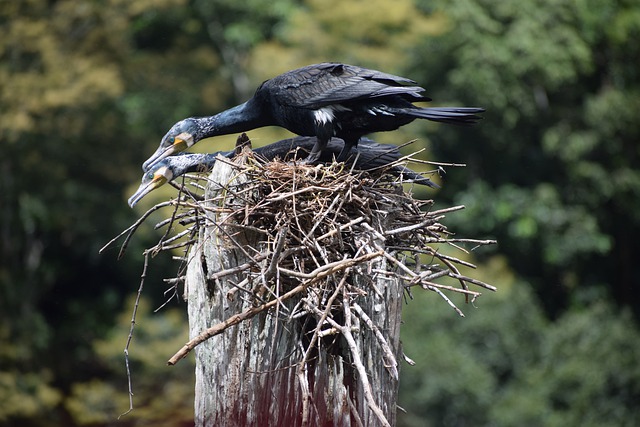 Periyar National Park