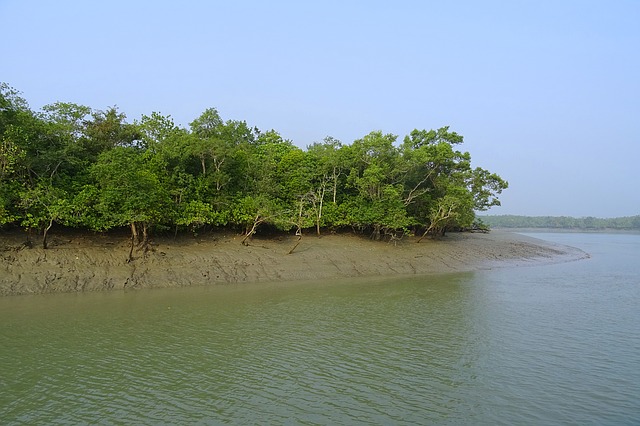 A picture of the mangroves in Sunderbans National Park, one of the largest National Parks in India