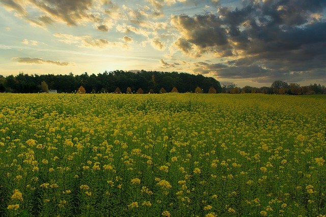 Mustard in India