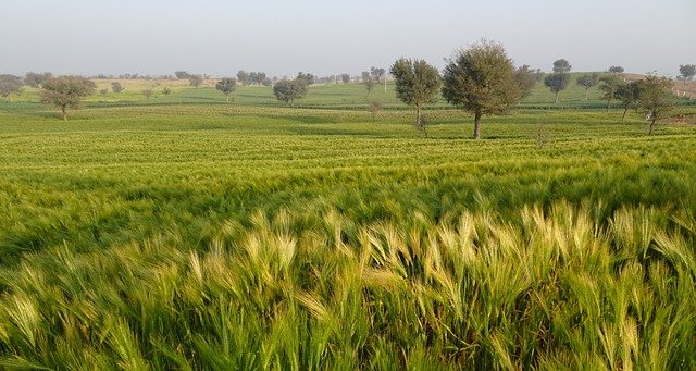 Wheat crop  in India