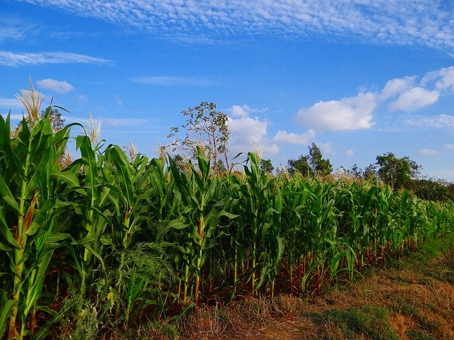 Maize in India