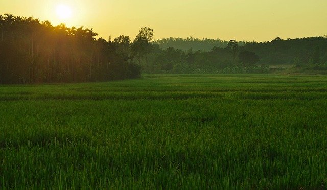 Rice in India