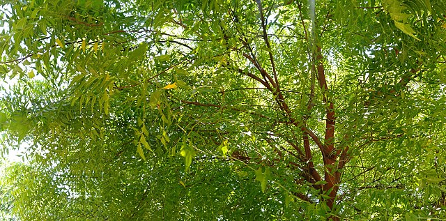 Neem Tree The Tree With Thousand Uses Geography Host