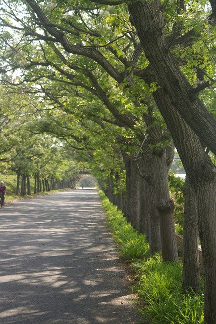 Neem trees