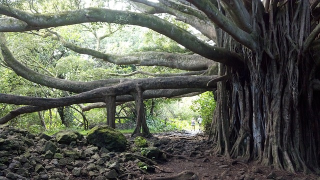Banyan tree trunks