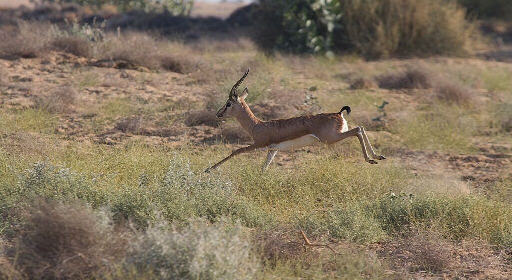 Chinkara in Desert National Park, the second-largest National Park in India