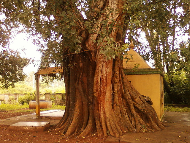 A peepal tree