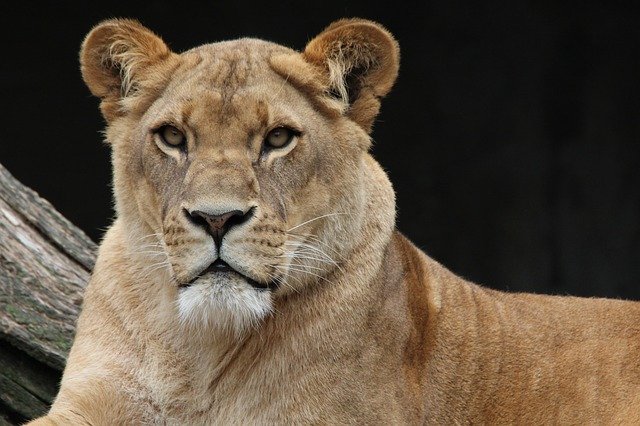 A Lioness