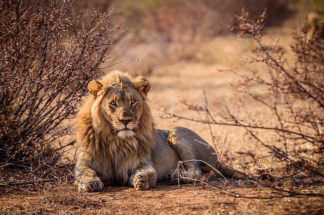 An image of a Lion, the second largest big cat