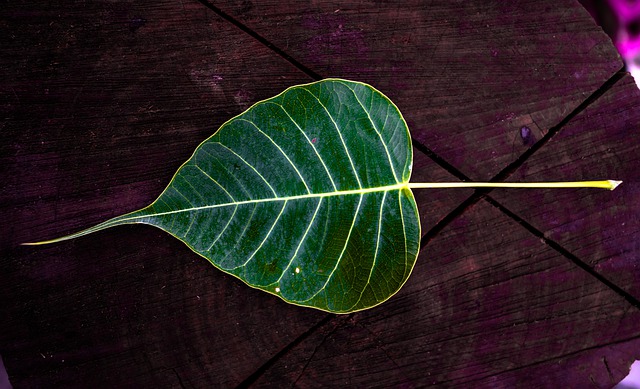 A peepal leaf