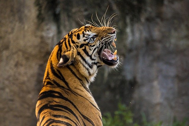 An image of a TIger, the largest of all big cats