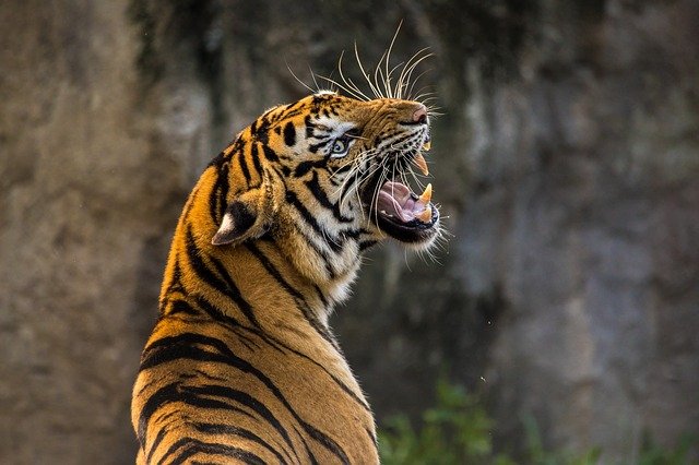 An image of a Tiger, the largest of all big cats