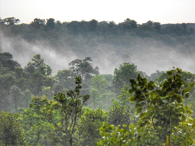 A forest in Chhattisgarh