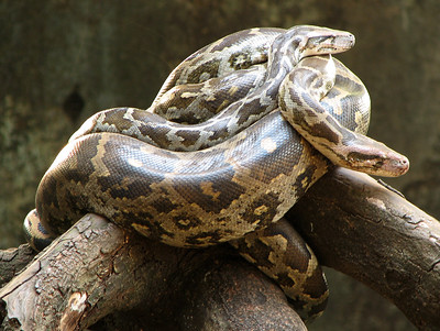 An image of the Indian Python, one of the largest snakes in India