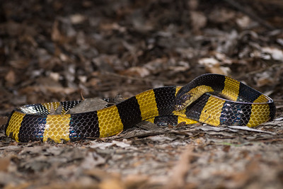 An image of Banded Krait, one of the longest venomous snakes in India