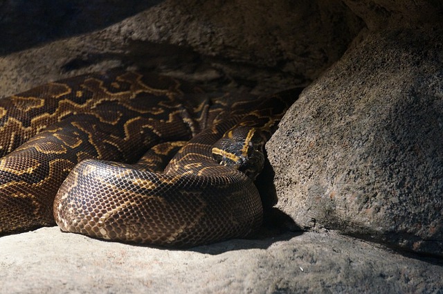 An image of Burmese Python, the longest snake in India