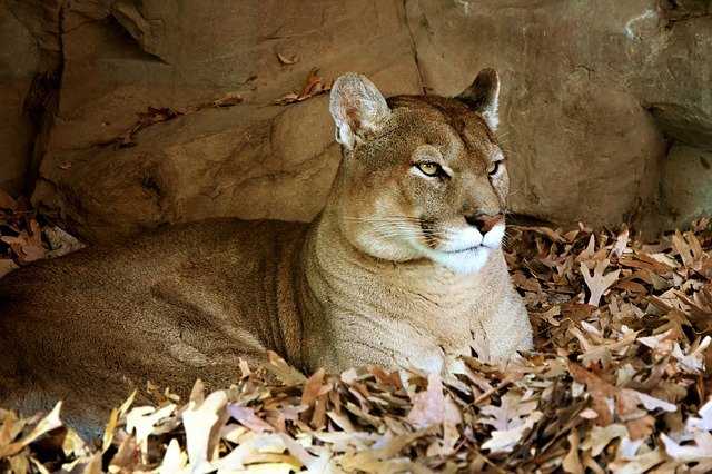 puma cat habitat