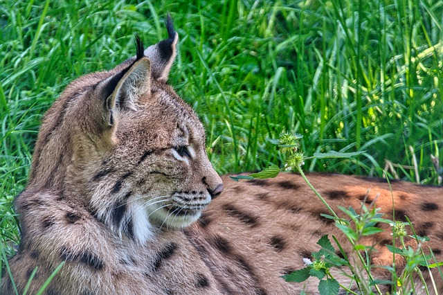 A Eurasian Lynx resting