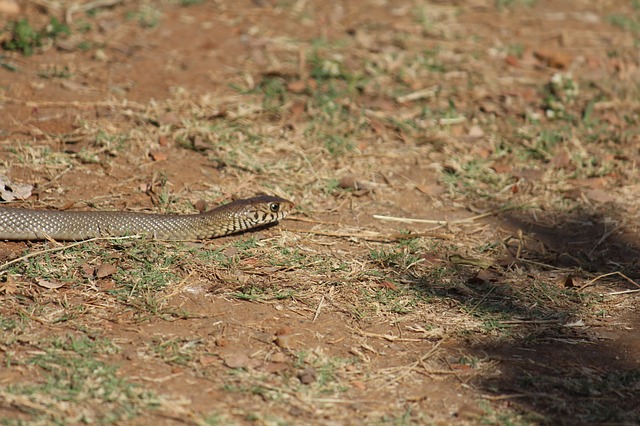 Indian rat snake