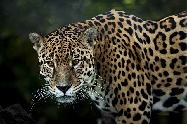 An image of a Jaguar, the third largest big cat