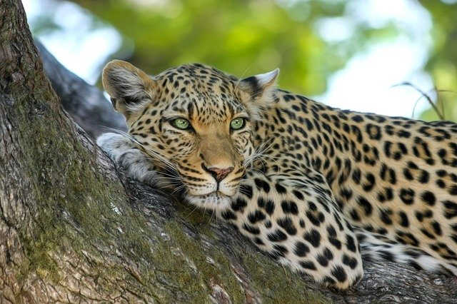Leopard big cats