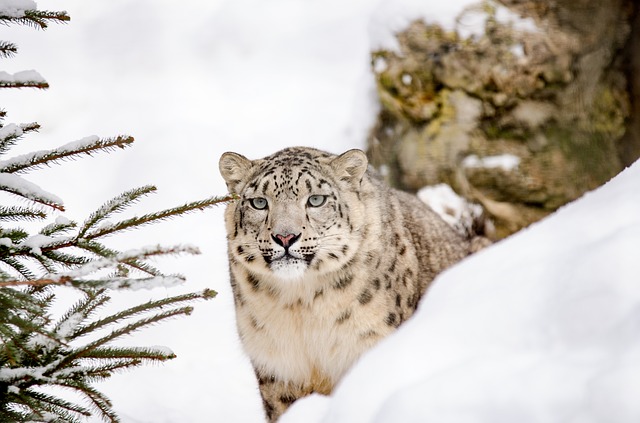 A Snow Leopard