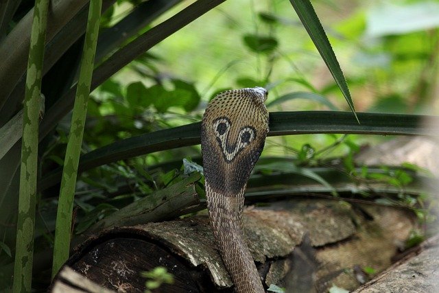 An image of a Spectacled Cobra, the most found Cobra species in India