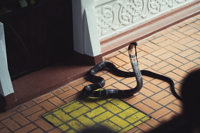 An image of a King Cobra, the largest venomous snake in India and the world