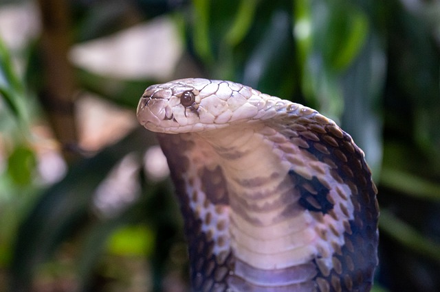 The hood of a Spectacled Cobra/Indian Cobra