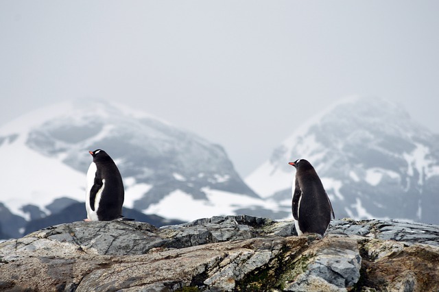 Penguins in Antarctic desert