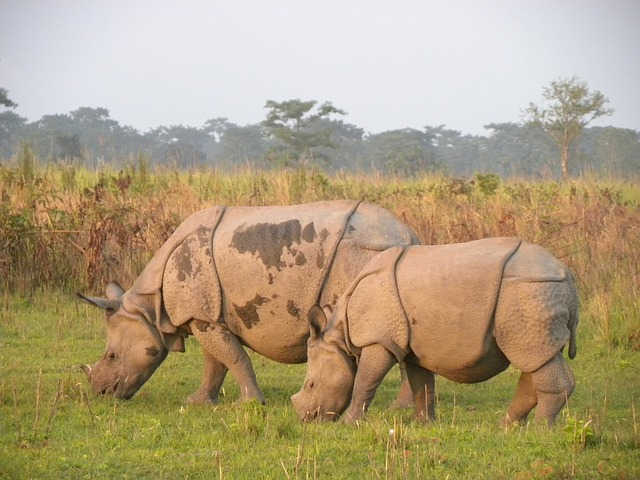Two Indian one horned rhinoceros