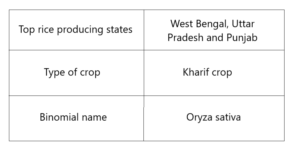 Rice crop in India