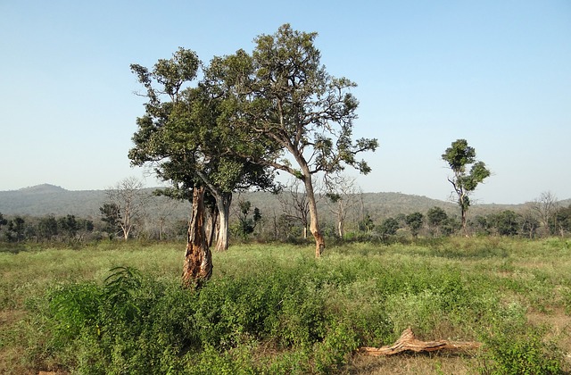 A view of Bandipur National park in dry season.