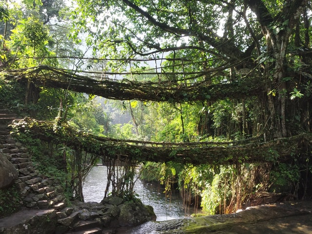 A natural root bridge near Cherrapunji, Meghalaya. India